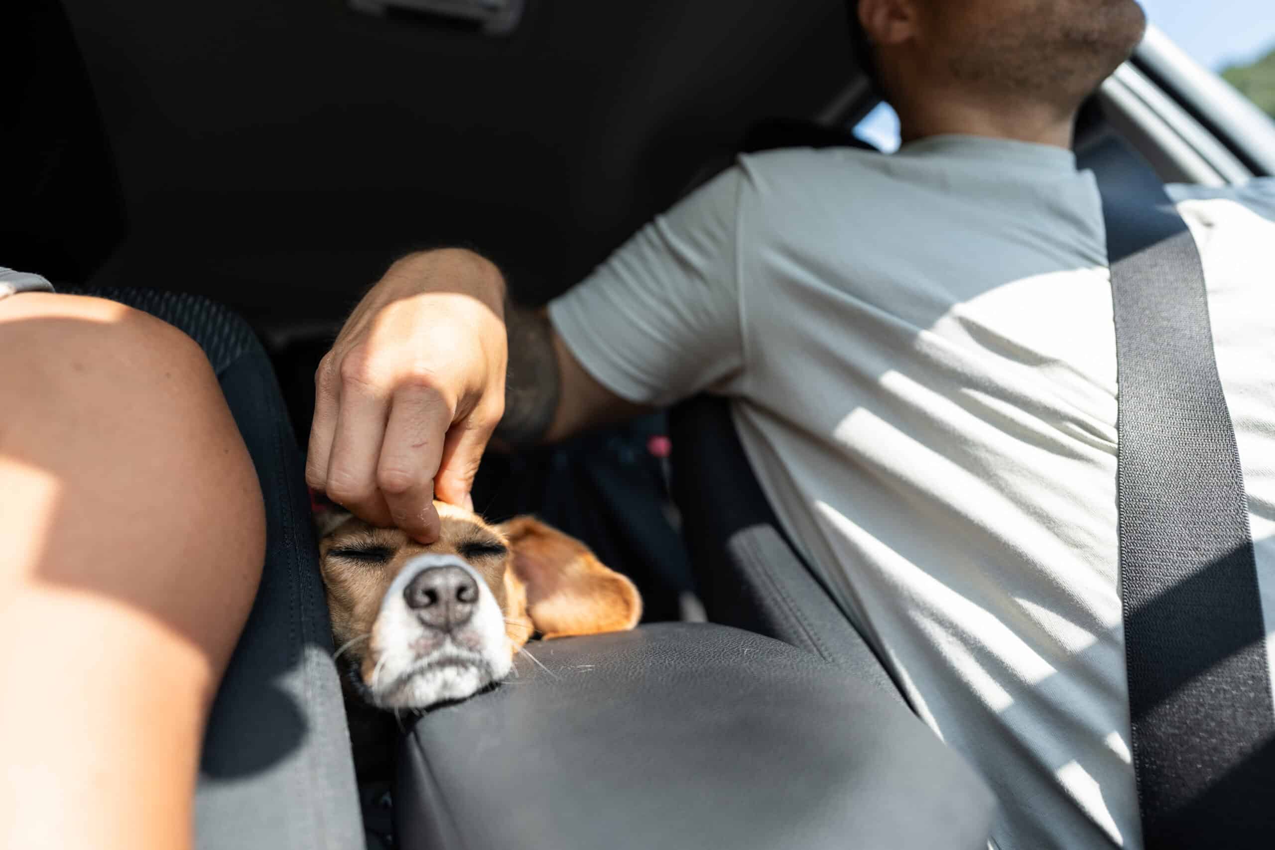 Road Trip with dog